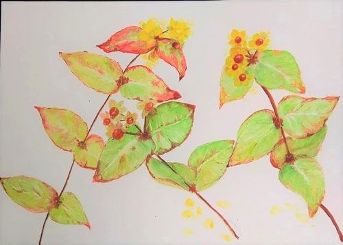 Chris D, Hypericum, watercolour.